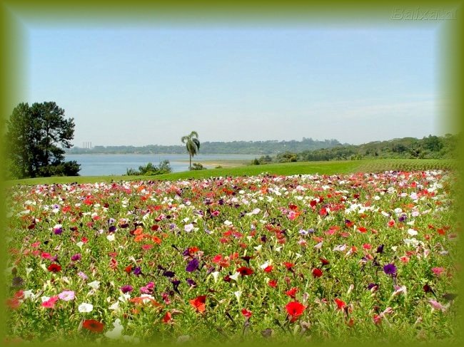 http://www.recanto.poetico.nom.br/rose/camposfloridos/camposfloridos_imagem.jpg